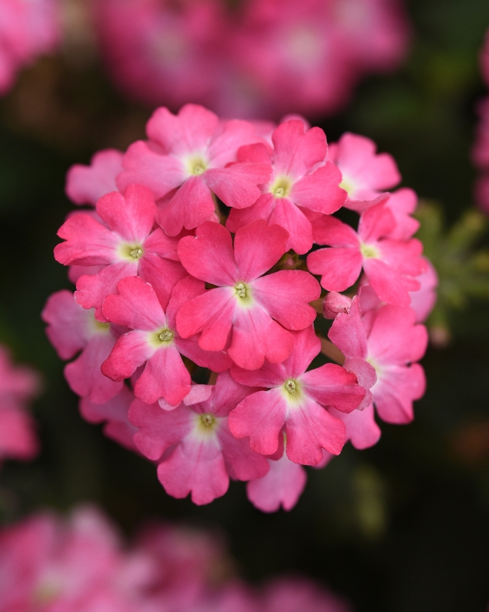 Firehouse&trade; 'Pink Improved' - Verbena peruviana from Holmquest Farms