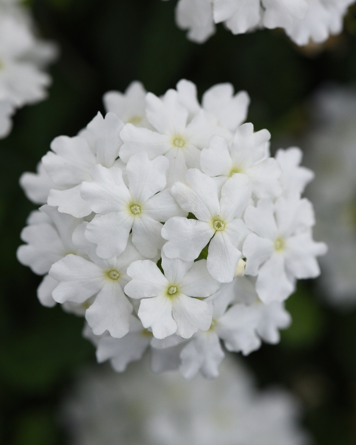Firehouse&trade; 'White Improved' - Verbena peruviana from Holmquest Farms