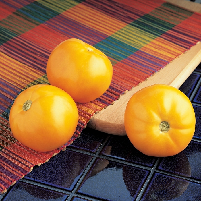 'Carolina Gold' Yellow Tomato - Lycopersicon esculentum from Holmquest Farms