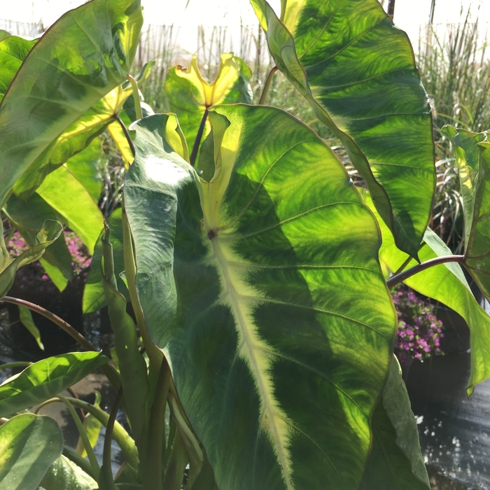Royal Hawaiian&reg; 'Maui Sunrise' - Colocasia esculenta (Elephant's Ear) from Holmquest Farms