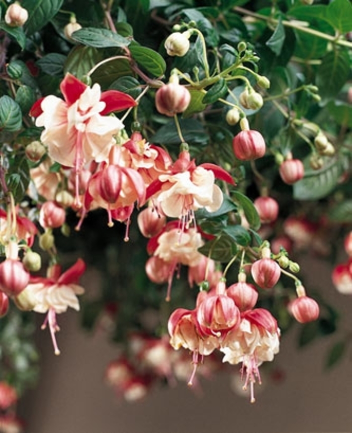 'Swingtime' Trailing Fuchsia - Fuchsia from Holmquest Farms