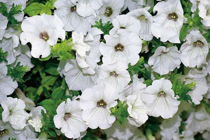 Surfinia&reg; 'White Improved' - Petunia from Holmquest Farms