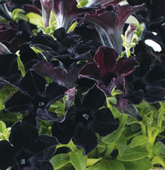 Crazytunia&reg; 'Black Mamba' - Petunia from Holmquest Farms