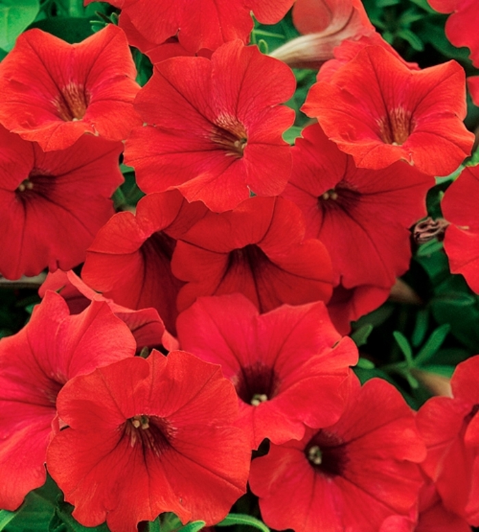 Surfinia&reg; 'Deep Red' - Petunia from Holmquest Farms