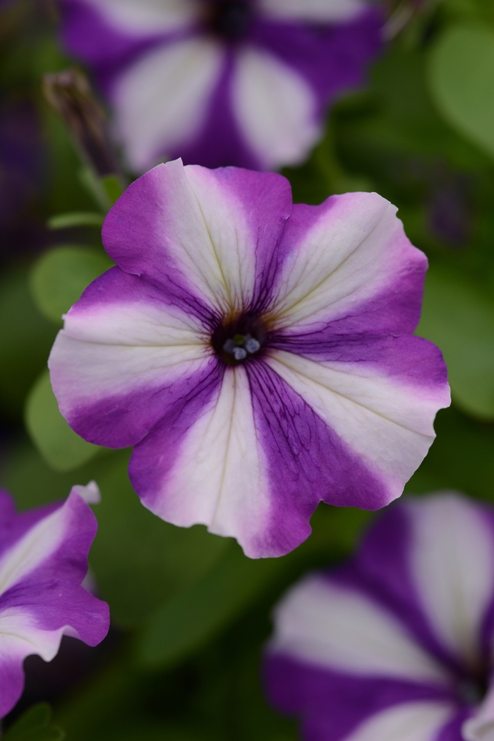 Headliner&trade; Blueberry Swirl - Petunia from Holmquest Farms