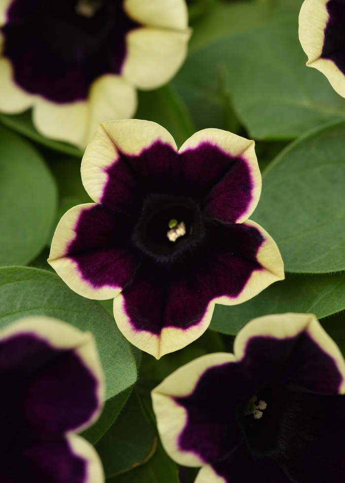 Headliner&trade; Dark Saturn - Petunia from Holmquest Farms