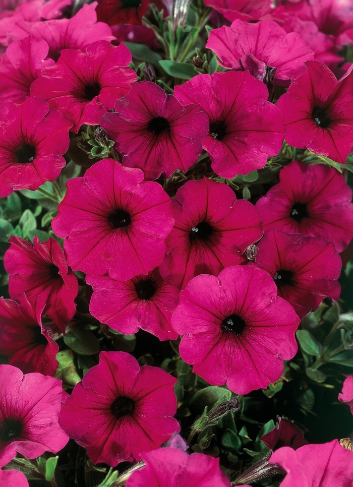 Headliner&trade; Electric Purple Improved - Petunia from Holmquest Farms