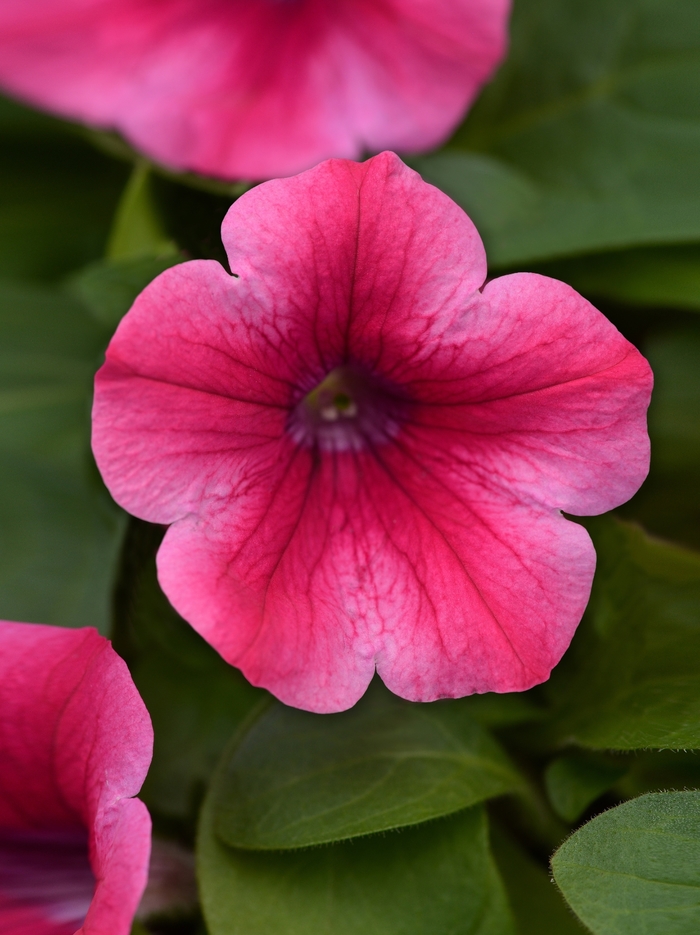 Headliner&trade; Lipstick - Petunia from Holmquest Farms