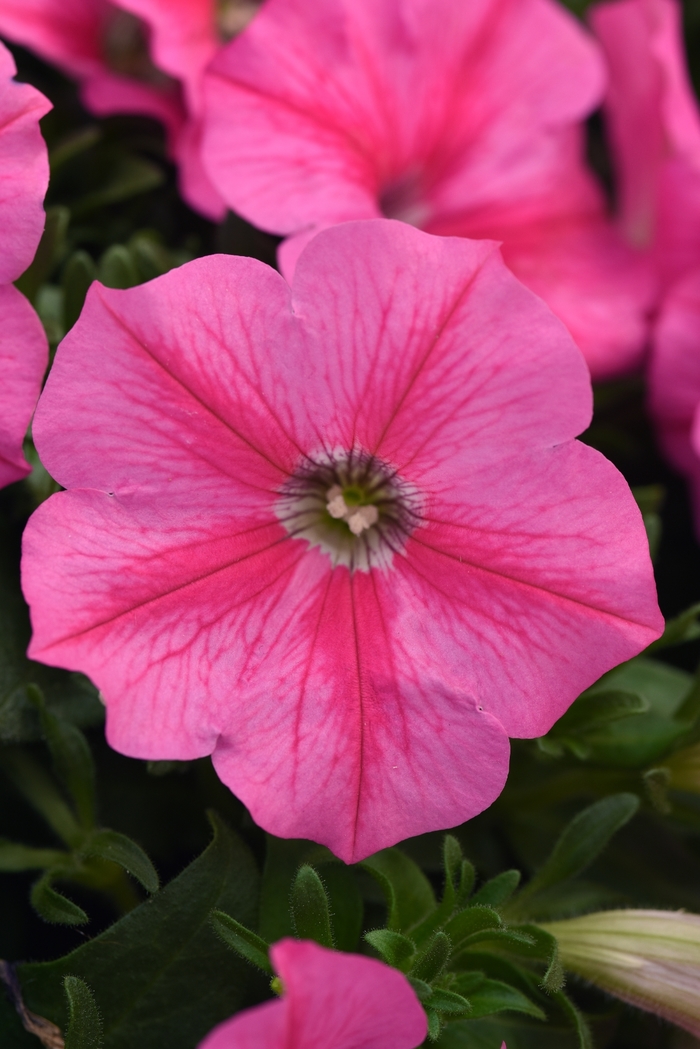 Headliner&trade; 'Pink Star' - Petunia from Holmquest Farms