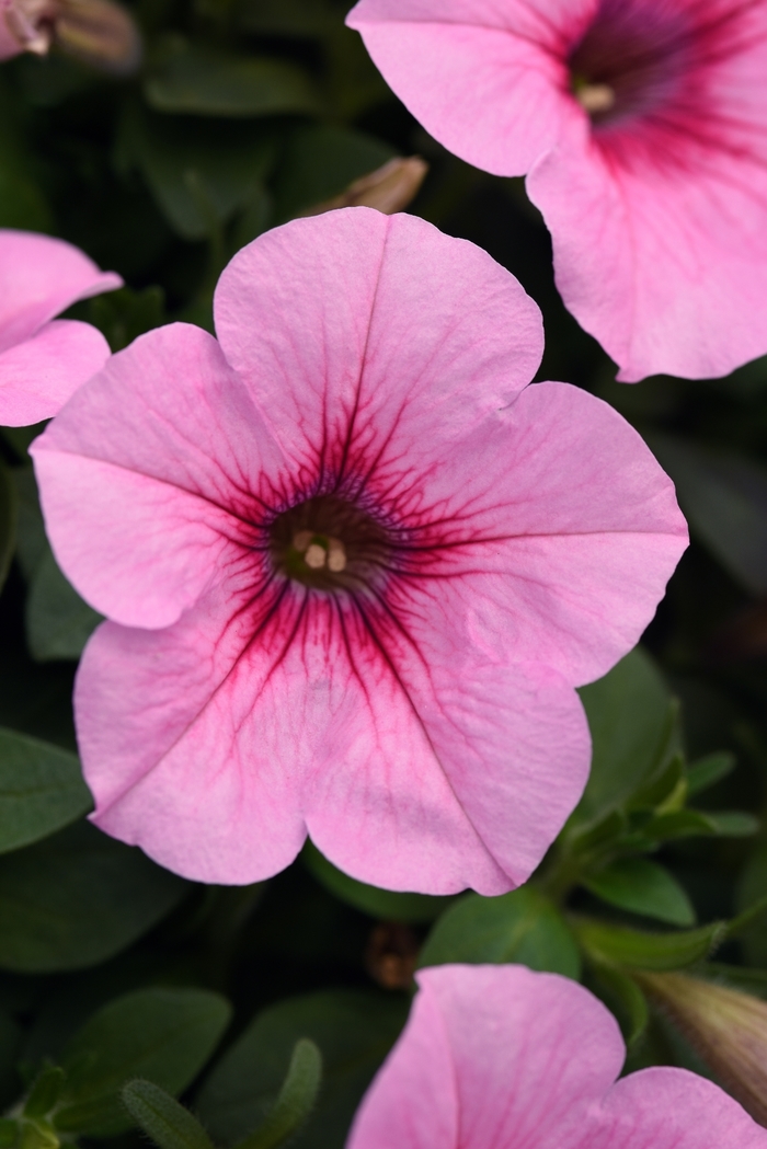 Headliner&trade; Pink Vein - Petunia from Holmquest Farms