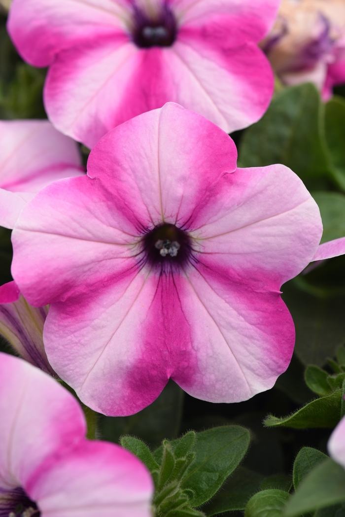 Headliner&trade; Raspberry Star - Petunia from Holmquest Farms