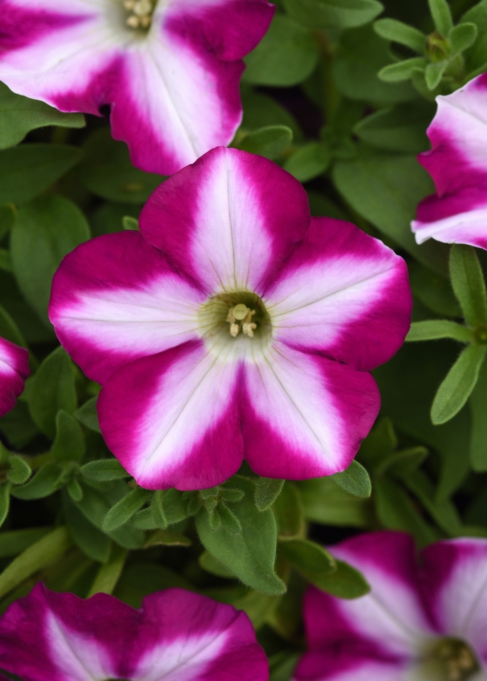 Headliner&trade; Raspberry Swirl - Petunia from Holmquest Farms