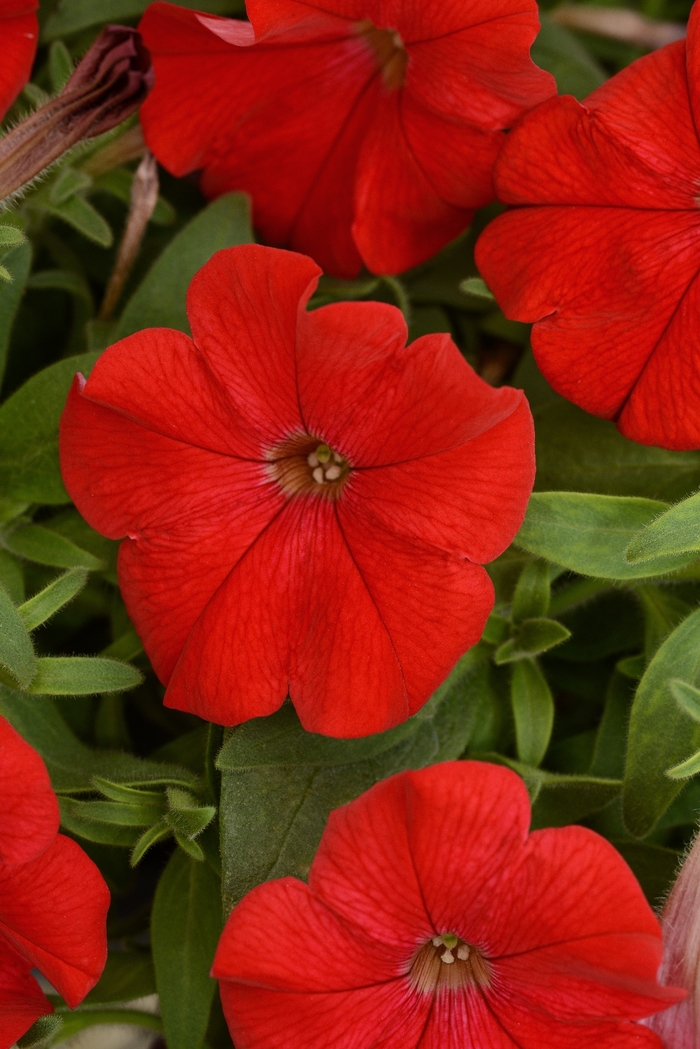 Headliner&trade; Red - Petunia from Holmquest Farms
