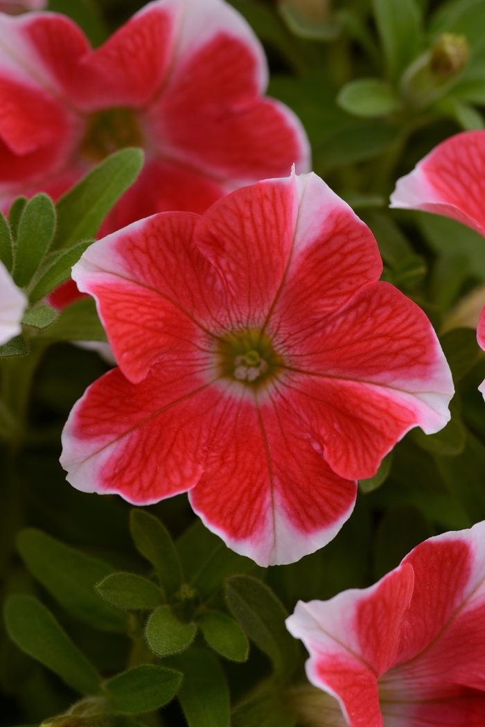 Headliner&trade; Red Star - Petunia from Holmquest Farms