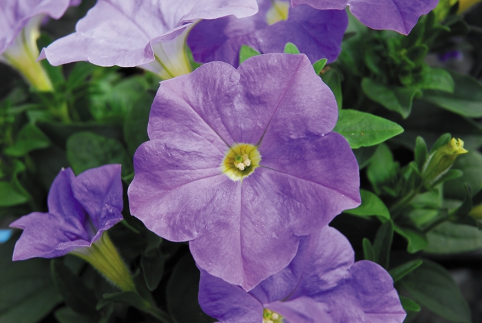 Headliner&trade; Sky Blue - Petunia from Holmquest Farms