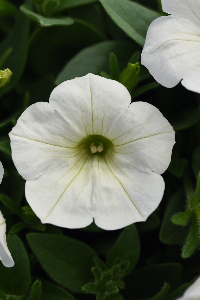 Headliner&trade; White - Petunia from Holmquest Farms