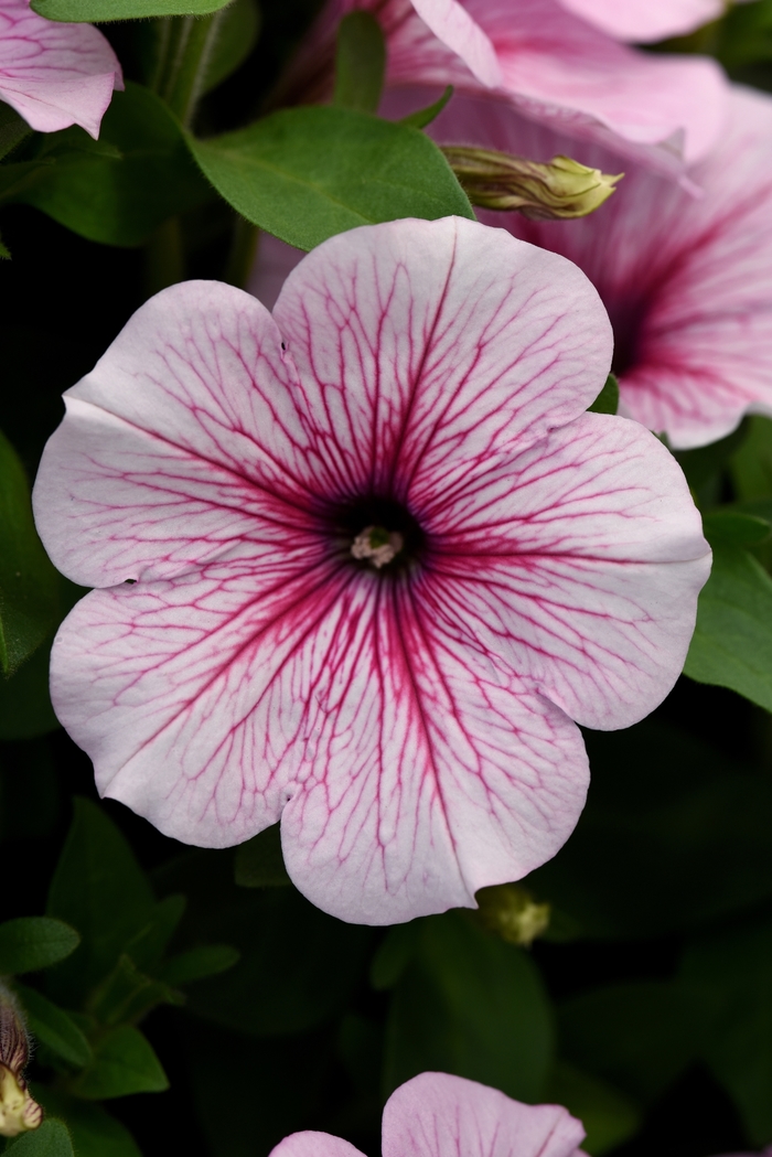 Headliner&trade; White Rose Vein - Petunia from Holmquest Farms