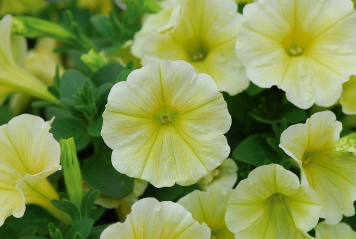 Headliner&trade; Yellow - Petunia from Holmquest Farms