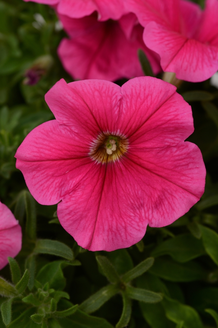 Starlet&trade; 'Dark Pink' - Petunia from Holmquest Farms
