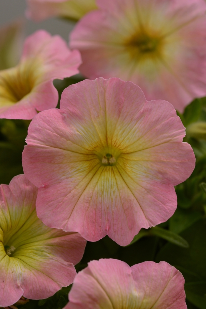 Starlet&trade; 'Pink Lemonade' - Petunia from Holmquest Farms