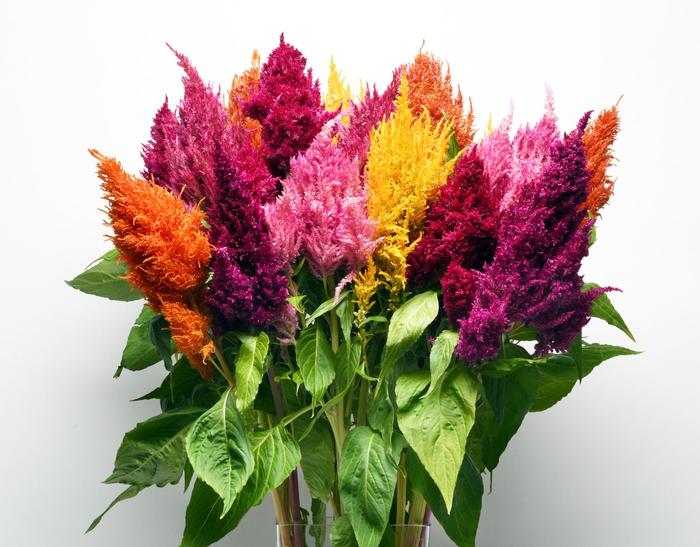 KIMONO Mix - Celosia (Cockscomb) from Holmquest Farms