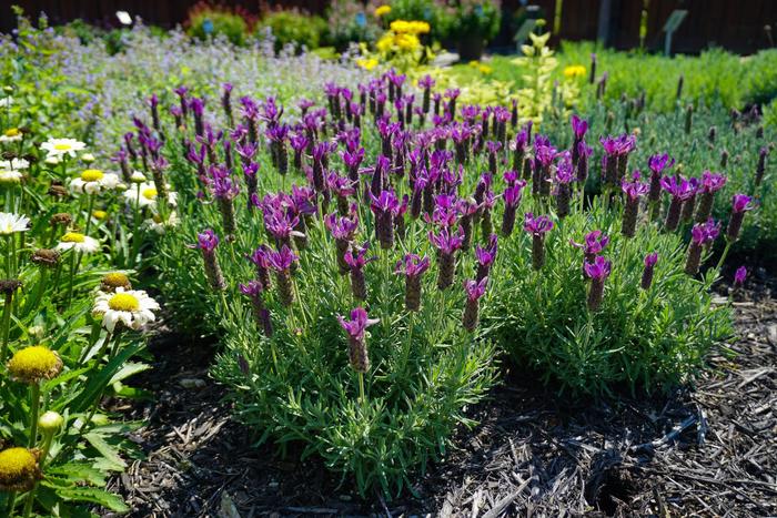 'Primavera' Spanish Lavender - Lavandula stoechas from Holmquest Farms