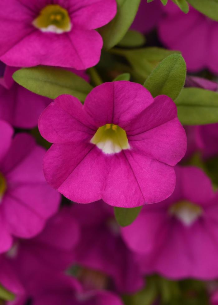 Cabaret&reg; 'Pink Improved' - Calibrachoa (Mini Petunia) from Holmquest Farms