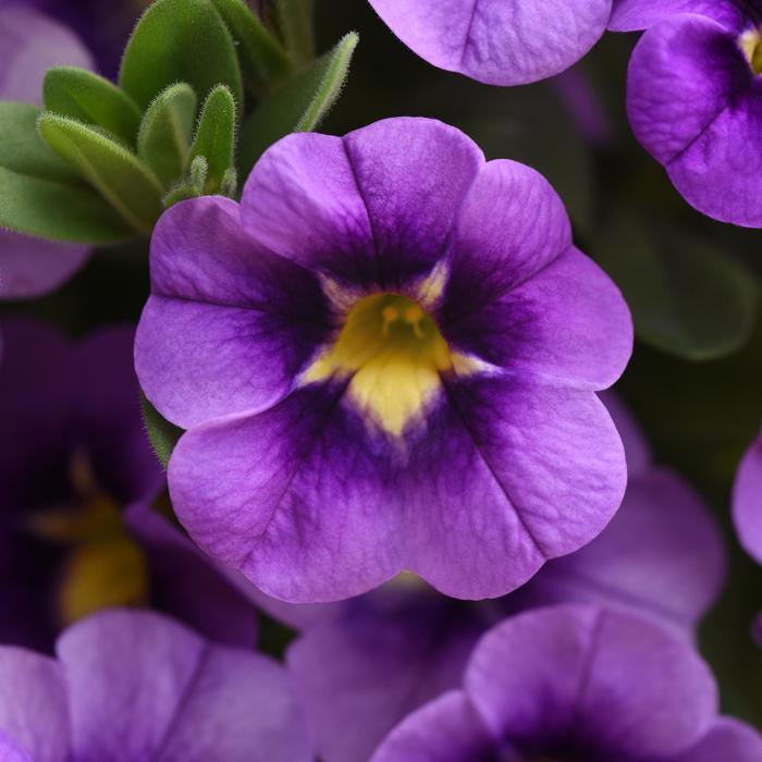 Bumble Bee&trade; 'Blue' - Calibrachoa (Mini Petunia) from Holmquest Farms