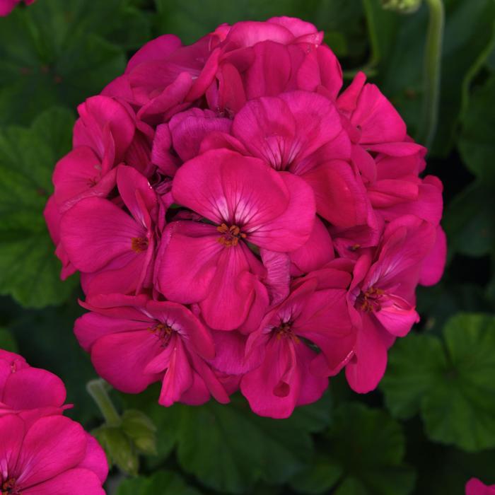 Galaxy&trade; 'Purple' - Pelargonium x hortorum (Zonal Geranium) from Holmquest Farms