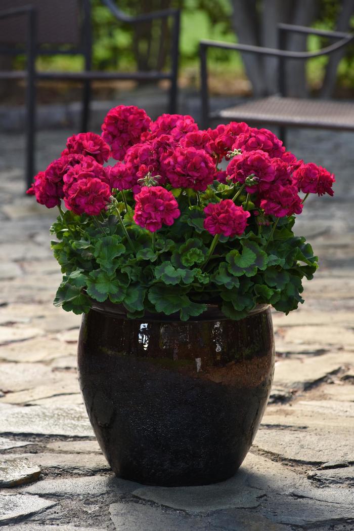 Galaxy&trade; 'Violet' - Pelargonium x hortorum (Zonal Geranium) from Holmquest Farms