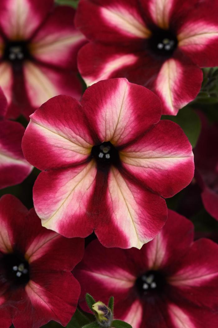 ColorRush&trade; Merlot Star - Petunia from Holmquest Farms