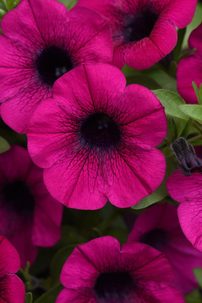 ColorRush&trade; Purple - Petunia from Holmquest Farms
