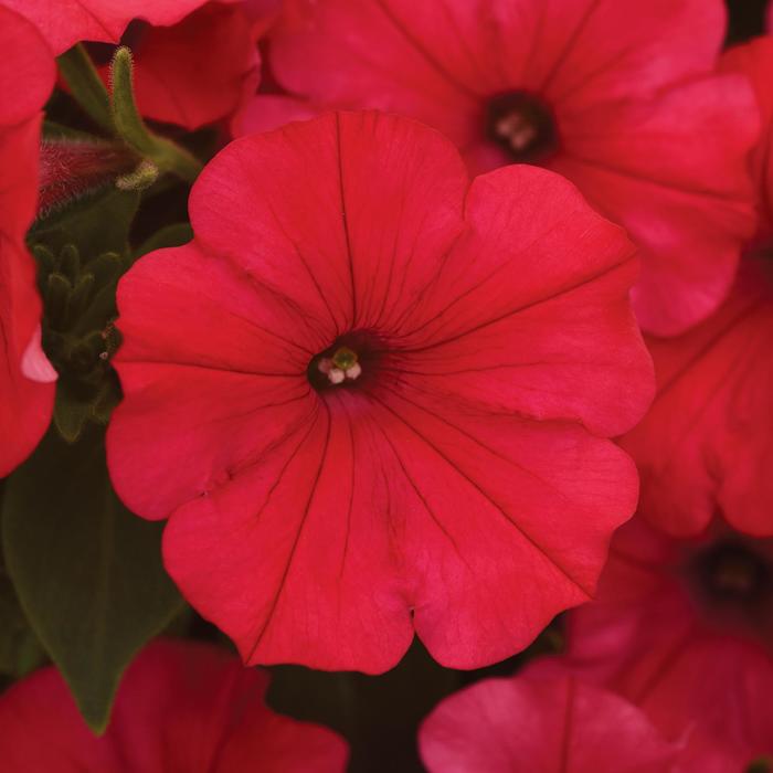 ColorRush&trade; Watermelon Red - Petunia from Holmquest Farms