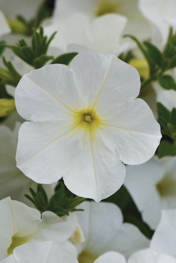 ColorRush&trade; White - Petunia from Holmquest Farms