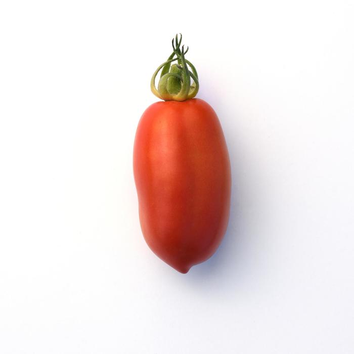 'San Marzano' Tomato - Lycopersicon esculentum from Holmquest Farms