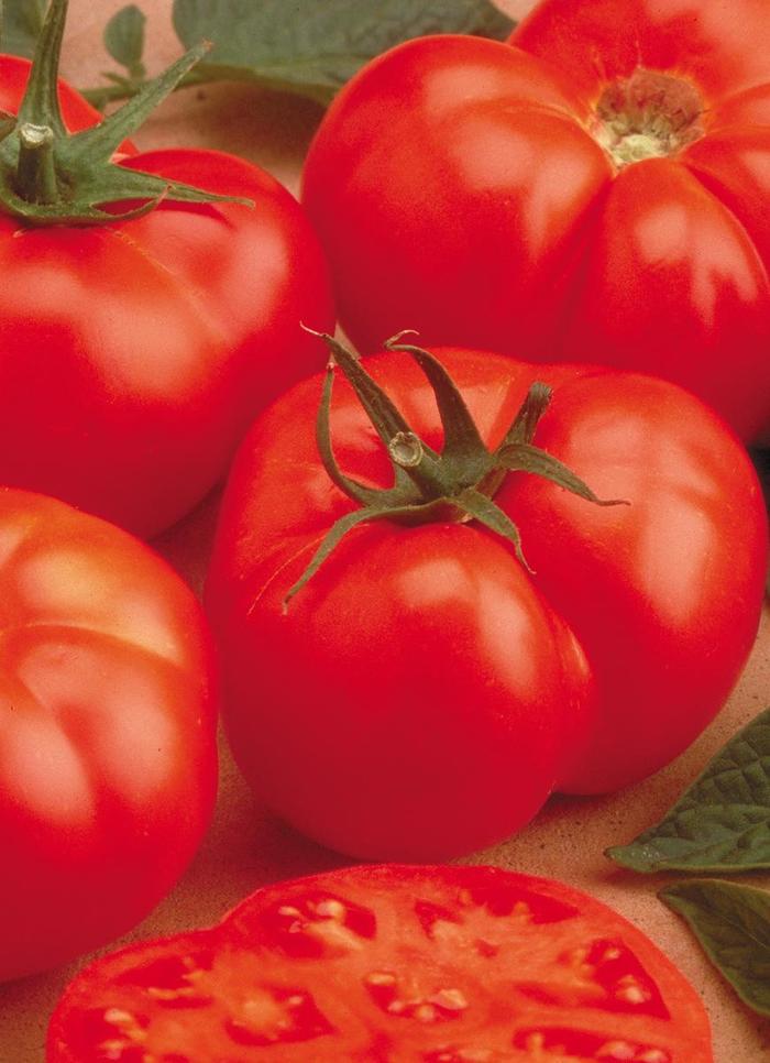 'Beefmaster' Tomato - Lycopersicon esculentum from Holmquest Farms