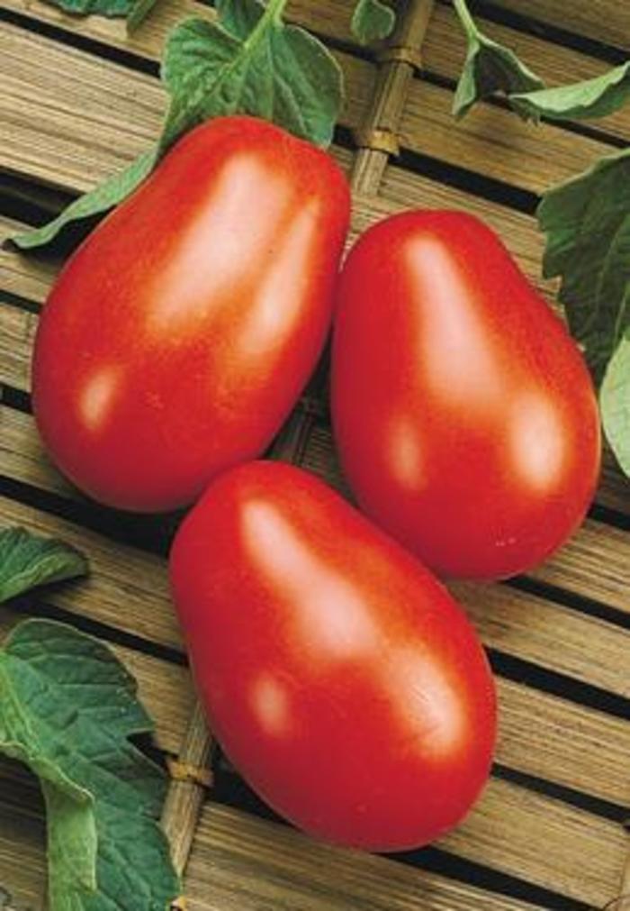 'La Roma' Tomato - Lycopersicon esculentum from Holmquest Farms