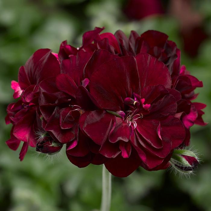 Ivy League&trade; 'Burgundy' - Pelargonium peltatum (Ivy Geranium) from Holmquest Farms