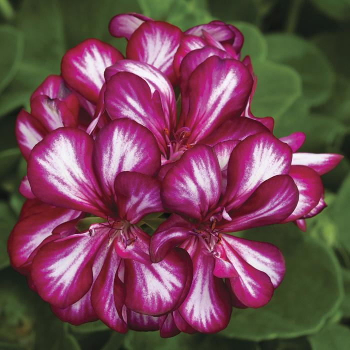 Ivy League&trade; 'Burgundy Bicolor' - Pelargonium peltatum (Ivy Geranium) from Holmquest Farms