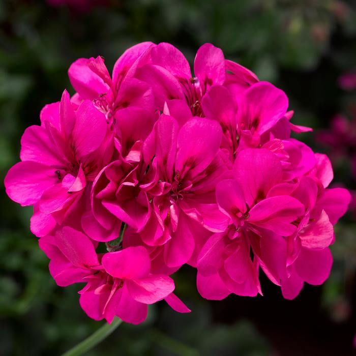 Ivy League&trade; 'Deep Pink' - Pelargonium peltatum (Ivy Geranium) from Holmquest Farms