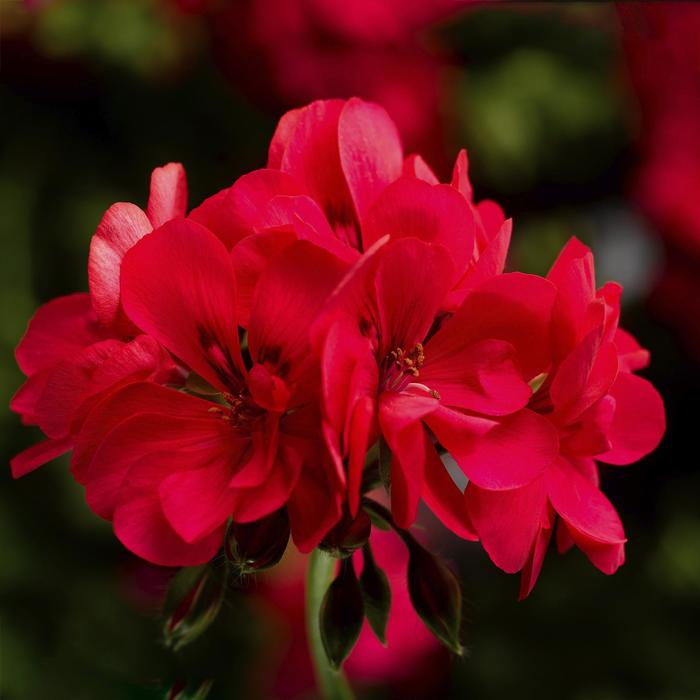 Ivy League&trade; 'Hot Coral' - Pelargonium peltatum (Ivy Geranium) from Holmquest Farms