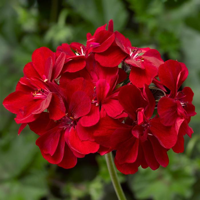 Ivy League&trade; 'Red' - Pelargonium peltatum (Ivy Geranium) from Holmquest Farms