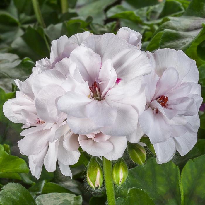 Ivy League&trade; 'White' - Pelargonium peltatum (Ivy Geranium) from Holmquest Farms