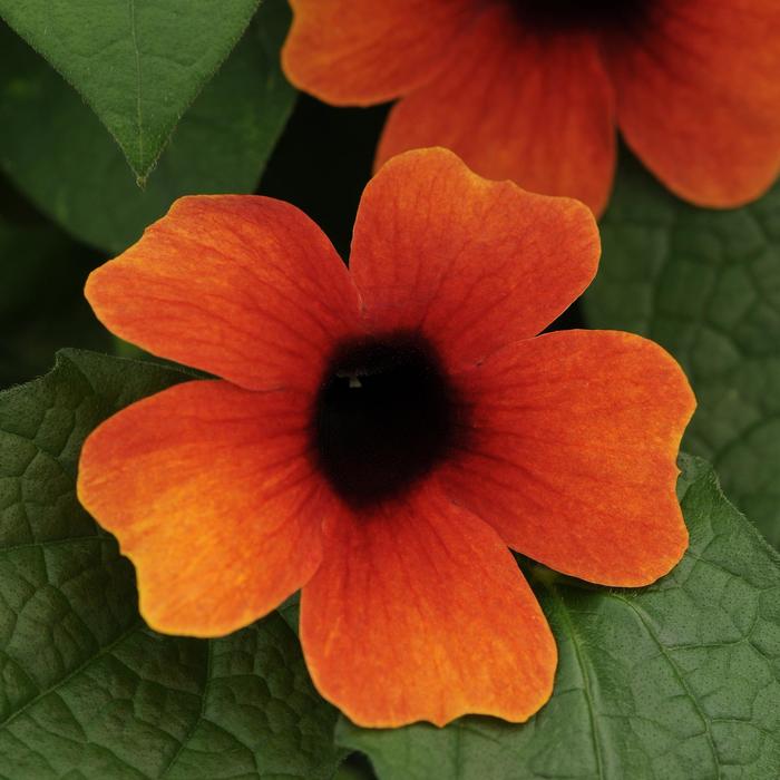 Sunny&trade; 'Arizona Glow' - Thunbergia alata (Black-eyed Susan Vine) from Holmquest Farms