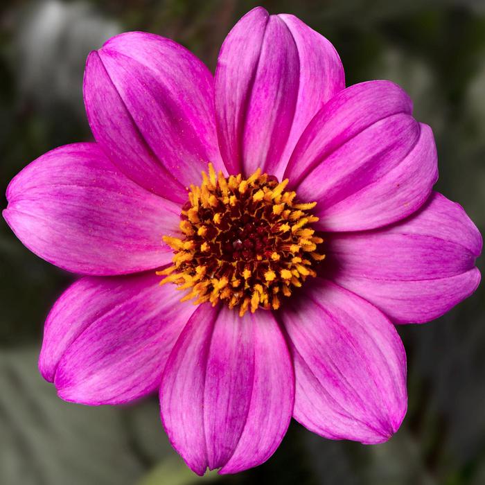 Happy Days&trade; Purple Improved - Dahlia from Holmquest Farms