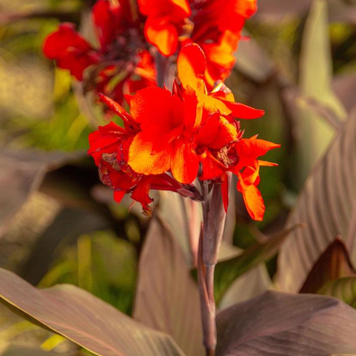 Cannova&reg; 'Bronze Scarlet' - Canna x generalis (Canna Lily) from Holmquest Farms