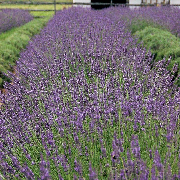 'Phenomenal' Lavender - Lavandula x intermedia from Holmquest Farms
