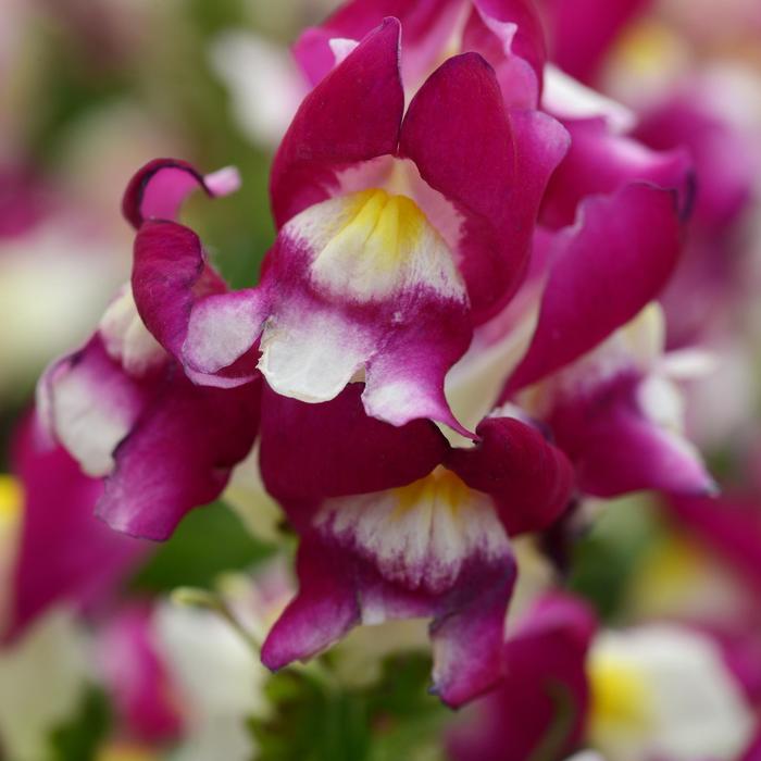 Snapdragon - Antirrhinum majus from Holmquest Farms
