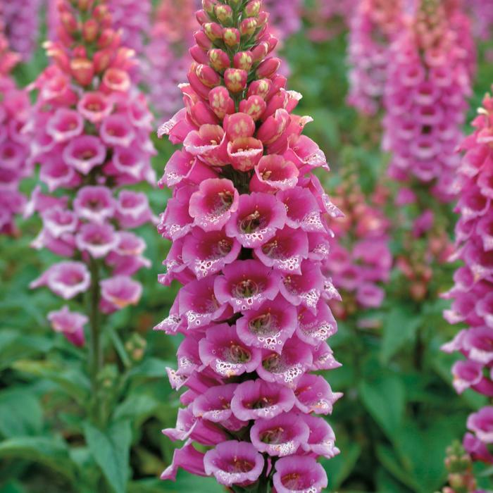 'Candy Mountain Rose' Foxglove - Digitalis purpurea from Holmquest Farms