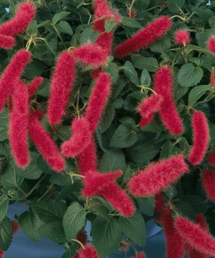 Firetail - Acalypha pendula from Holmquest Farms